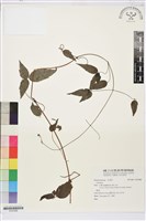 藏品(彭氏鐵線蓮)的圖片