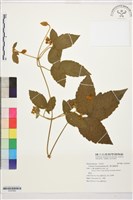 藏品(銹毛鐵線蓮)的圖片