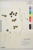 藏品(傅氏唐松草)的圖片