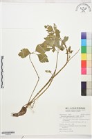 藏品(水辣菜、禺毛茛)的圖片