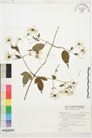 藏品(巴氏鐵線蓮)的圖片