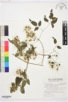 藏品(梨山小蓑衣藤)的圖片