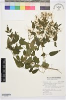 藏品(梨山小蓑衣藤)的圖片