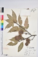 藏品(反刺苦櫧)的圖片