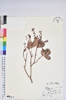 藏品(臺灣馬醉木)的圖片