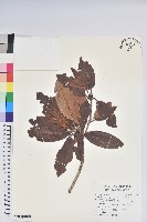 藏品(南湖杜鵑)的圖片