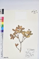 藏品(著生杜鵑)的圖片