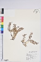 藏品(高山白珠樹)的圖片