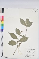 藏品(南仁鐵色)的圖片