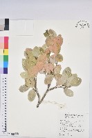 藏品(白樹仔)的圖片