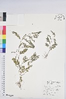 藏品(疣果葉下珠)的圖片