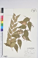 藏品(白珠樹)的圖片