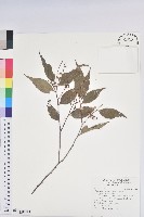 藏品(巒大越橘)的圖片