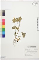 藏品(水辣菜、禺毛茛)的圖片