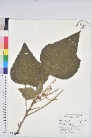 藏品(野桐)的圖片