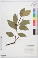 藏品(牛樟)的圖片