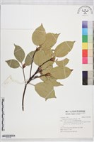 藏品(牛樟)的圖片