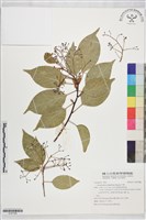 藏品(牛樟)的圖片