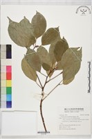 藏品(牛樟)的圖片