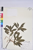 藏品(赤柯、赤椆、森氏櫟)的圖片