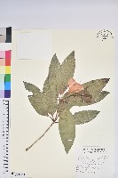 藏品(西施花、青紫木)的圖片