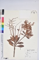 藏品(臺灣馬醉木)的圖片