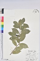 藏品(枯里珍)的圖片