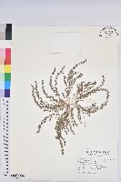 藏品(千根草)的圖片