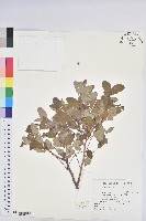 藏品(小返魂)的圖片