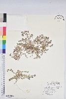 藏品(小葉大戟)的圖片