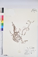 藏品(新竹地錦)的圖片