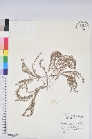 藏品(新竹地錦)的圖片