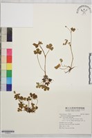 藏品(鹿場毛茛)的圖片