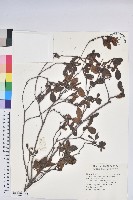 藏品(金毛杜鵑)的圖片