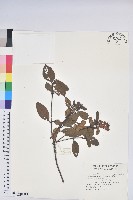 藏品(金毛杜鵑)的圖片