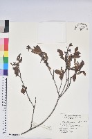 藏品(金毛杜鵑)的圖片