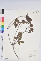 藏品(金毛杜鵑)的圖片