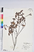 藏品(金毛杜鵑)的圖片