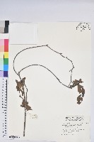 藏品(金毛杜鵑)的圖片