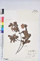 藏品(金毛杜鵑)的圖片