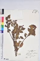 藏品(金毛杜鵑)的圖片