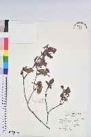藏品(金毛杜鵑)的圖片