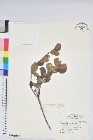 藏品(紅毛杜鵑)的圖片