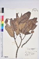 藏品(板栗)的圖片