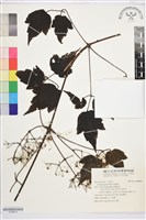 藏品(串鼻龍)的圖片