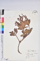 藏品(臺灣馬醉木)的圖片