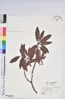 藏品(玉山杜鵑)的圖片