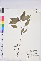 藏品(山靛)的圖片