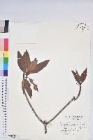 藏品(玉山杜鵑)的圖片