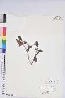 藏品(金毛杜鵑)的圖片